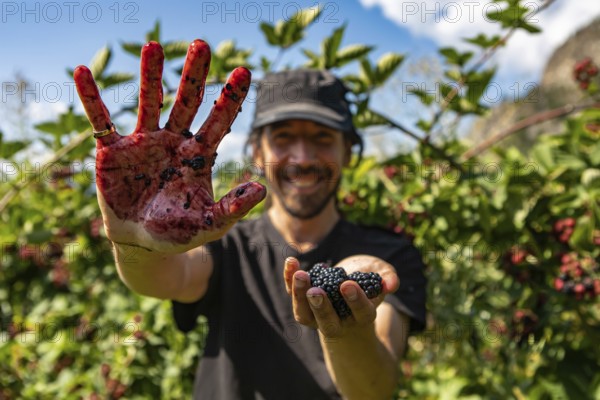 Selective focus and close up shot of happy and smiling caucasian man. as he showing hands stained with blackberries juice and full of Blackberry fruits