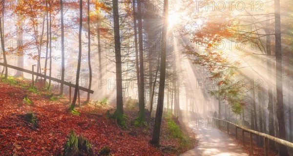 Cheerful panorama with a path through the colorful forest with autumn leaves, under the dreamy light of the October sun rays, in the Bavarian woods
