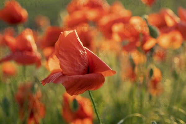 Blooming field of red poppy flowers at sunset. Abstract nature blurred background in evening light