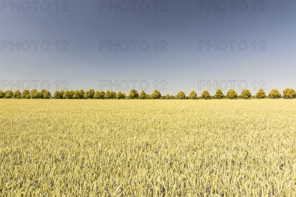 Alley of trees and wide grain field on a sunny day in summer