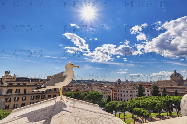 Rome Italy, high angle view city skyline at Rome city center with seagull