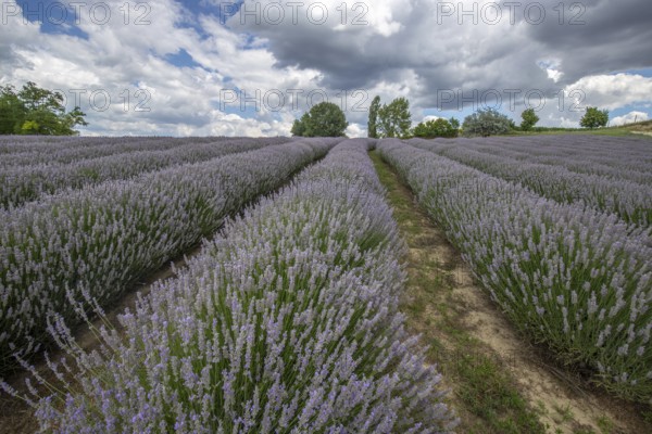 Beautiful summer evening in a lavender field. Large blue lavender bushes blooming in a cultivation area. Landscape shot under a cloudy sky at Lake Balaton, Hungary
