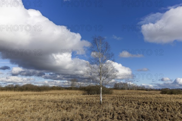 Birch, reeds and moor landscape, with blue sky and white clouds, Federsee lake, Bad-Buchau, Upper Swabia, Baden-Württemberg, Germany