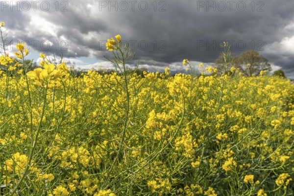 Rapeseed fields in bloom in spring. Bas Rhin, Alsace, France