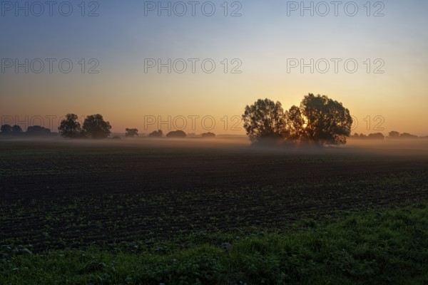 Dawn landscape with trees and light fog, sunrise, field near Blengow, Rerik, Mecklenburg-Vorpommern, Germany