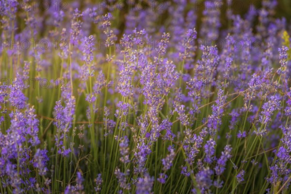 Violet purple lavender field close-up. Flowers selective focus, blur background