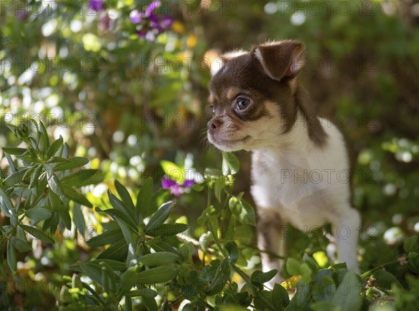 Amidst the flora of a vibrant garden, a brown and white Chihuahua puppy looks on with an innocent gaze, framed by fresh green leaves and purple flowers