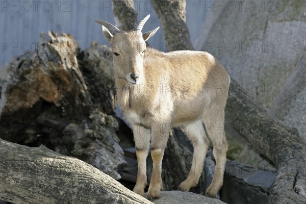 Mane shank - juvenile, Ammotragus Lervia