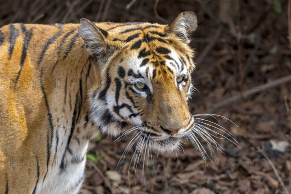 Tiger (Panthera tigris), Bengal tiger or Indian tiger, big cat (Pantherinae), carnivore (Carnivora), critically endangered, animal portrait, Tadoba National Park, tiger reserve, Maharashtra, Chandrapur, India