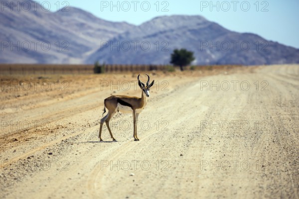 Impala antelopes grazing in the savannah. Dirt road in the African steppe. The concept of exotic tourism. Travel to Namibia