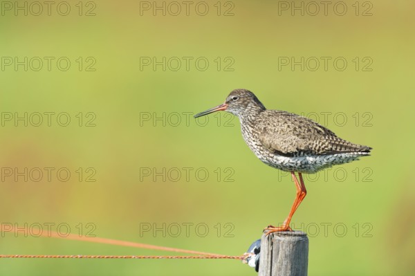 Common Redshank bird on pole
