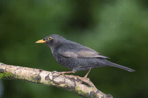 Common blackbird on birch tree
