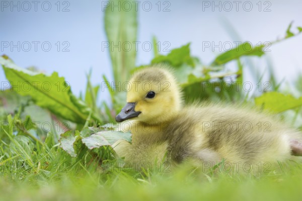 Little baby Canada goose near water