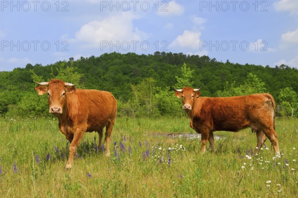 Brown French Limousin cows in fields full of wild Thyme