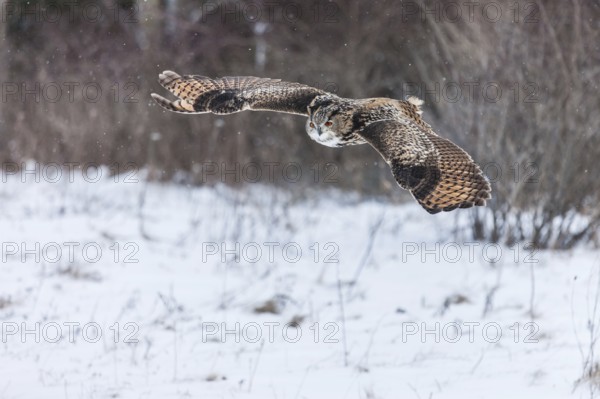 A captive Eurasian eagle owl (Bubo Bubo) at bird of prey nature reserve in winter with snow on the ground an gently falling