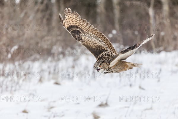 A captive Eurasian eagle owl (Bubo Bubo) at bird of prey nature reserve in winter with snow on the ground an gently falling