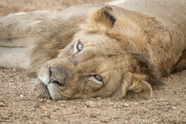 Laying Lion in the Kapama Game Reserve, South Africa