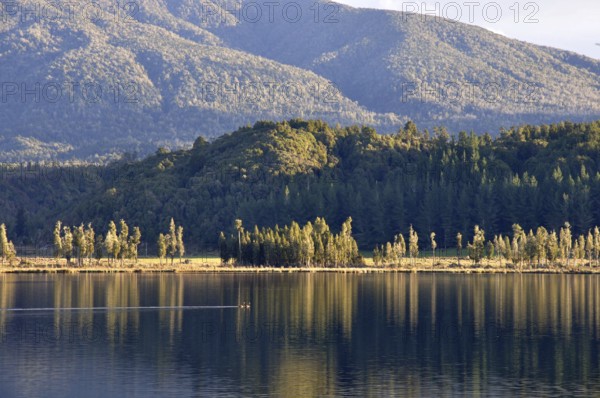 Pair of black swans, Cygnus atratus, on Lake Haupiri, West Coast, South Island, New Zealand