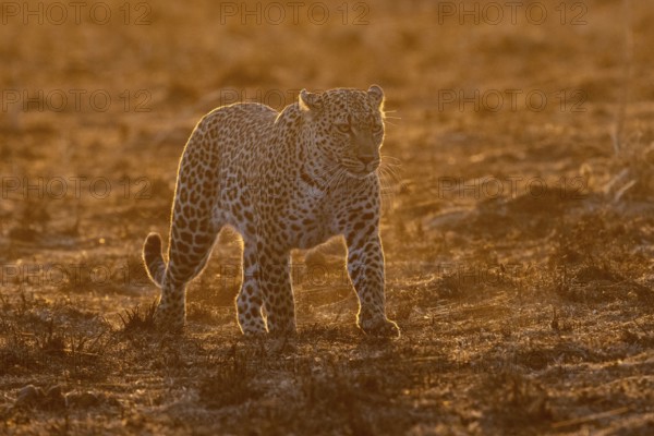 A leopard in the morning light runs through the savannah