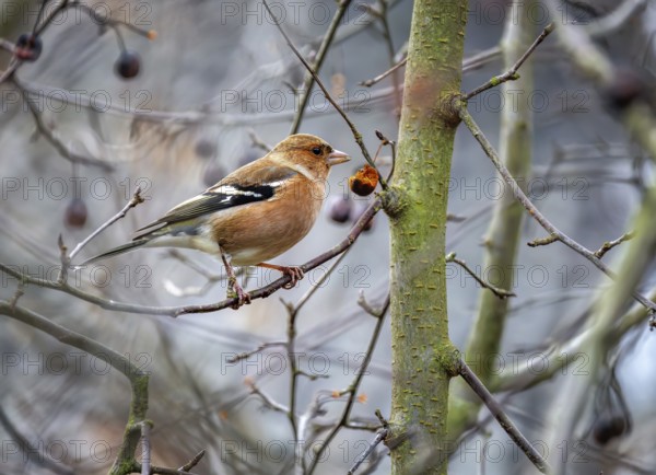 Closeup of a male chaffinch bird sitting on an apple tree
