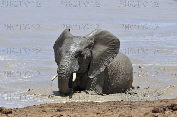 An African Elephant in the Addo Park, South Africa