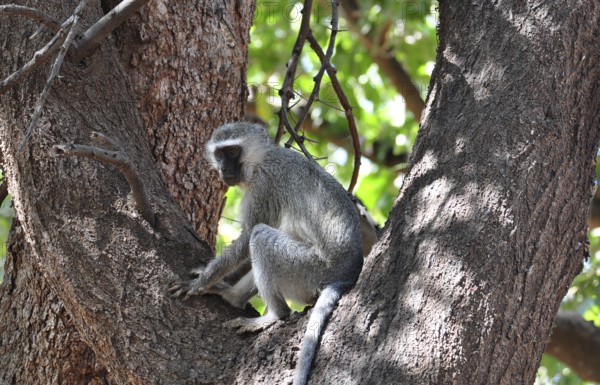 A vervet monkey in a tree in the Kruger National Park, South Africa