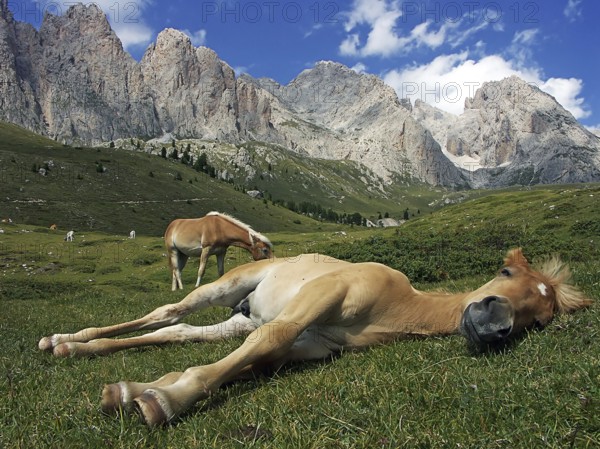 Sleeping Haflinger foal on the Seceda, Selva di Val Gardena, South Tyrol, Italy