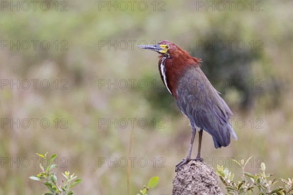 Close-up of a beautiful Rufuscent Tiger Heron standing on a termite mound, against natural background, Pantanal Wetlands, Mato Grosso, Brazil