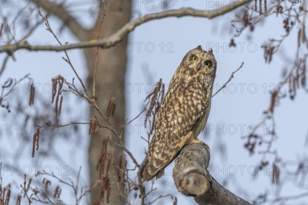 Short-eared Owl (Asio flameus) perched on a branch. Bas Rhin, Alsace, France