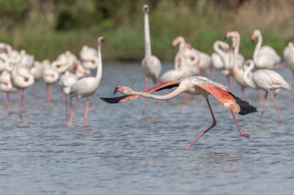 Flamingo (Phoenicopterus roseus) taking off from a pond. Saintes Maries de la Mer, Parc naturel regional de Camargue, Arles, Provence Alpes Cote d'Azur, France