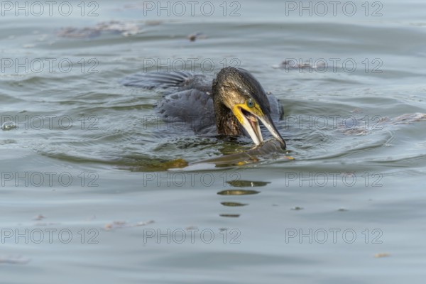 A large eel struggles to escape from a great cormorant (Phalacrocorax carbo)