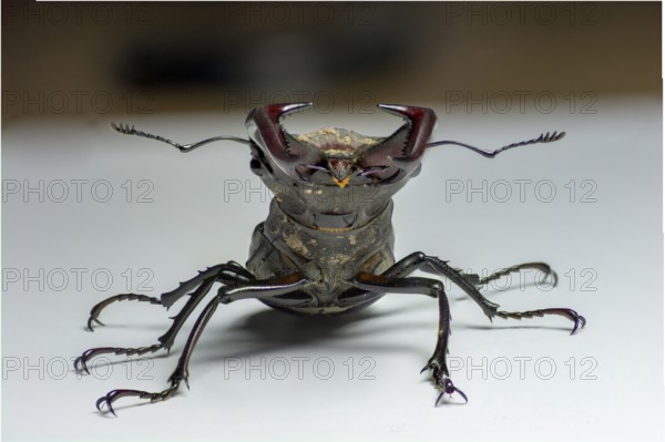 Male European stag beetle (Lucanus cervus) isolated on white background