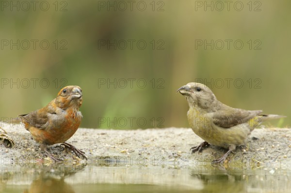 A pair of Red Crossbills (male and female) drinking water. A pair of Red Crossbills drinking water