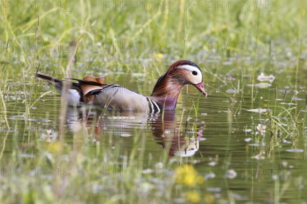 Male mandarin duck (Aix galericulata) swimming in a pond on a flooded meadow, Burghausen, Upper Bavaria, Bavaria, Germany