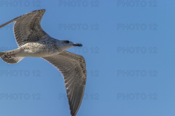 Common gull against a blue sky on a sunny day