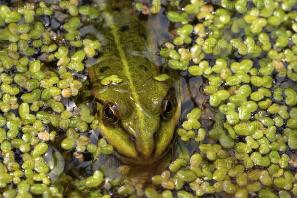 Frog puts out his head above the duckweed