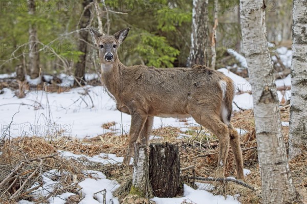 White tailed deer (odocoileus virginianus) standing in forest on a cloudy spring day, Porkkala, Kirkkonummi Finland
