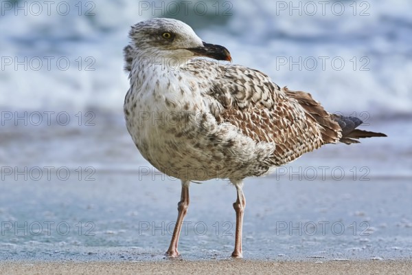 Seagull on the shore of the Black Sea Varna, Bulgaria