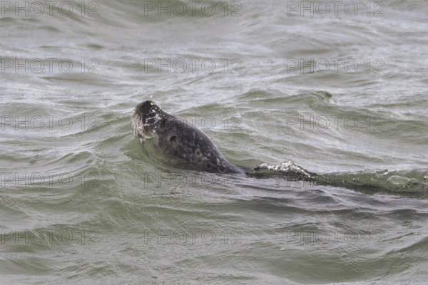 Harbour seal (Phoca vitulina) at the Dutch North Sea, Brouwersdam, province of South Holland, Netherlands