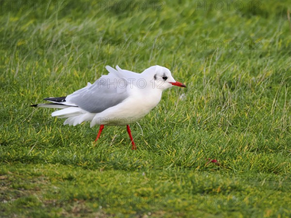 Black-headed gull (Chroicocephalus ridibundus), Brouwersdam, province of South Holland, Netherlands