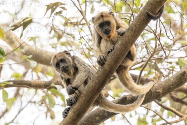 Black howler (Alouatta), juvenile, Pantanal, inland, wetland, UNESCO Biosphere Reserve, World Heritage Site, wetland biotope, Mato Grosso, Brazil