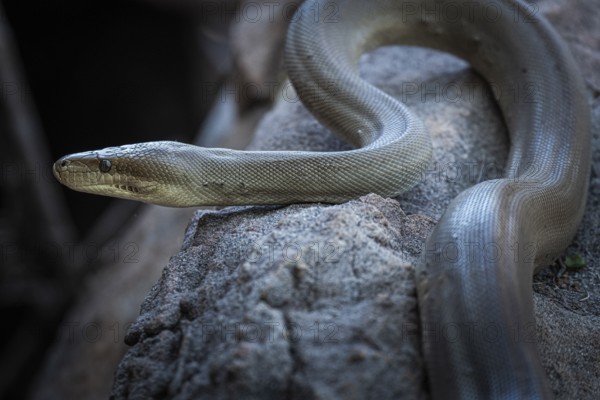 Olive python (Liasis olivaceus), also known as olive-coloured python, Ubirr, Northern Territory, Australia