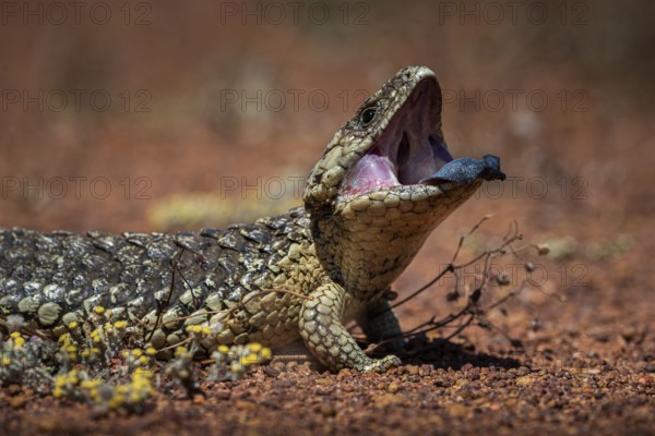 Blue-tongued skink or shingle-backed skink, also known as pine cone lizard (Tiliqua rugosa), Thundelarra, Western Australia, Australia
