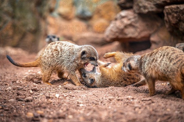Several meerkat (Suricata suricatta) on sandy ground, two are in a lively interaction, Eisenberg, Thuringia, Germany