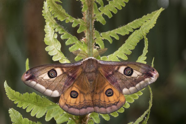 Small emperor moth, male, Saturnia pavonia, small emperor moth, male