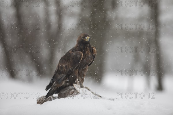 Golden eagle, Aquila chrysaetos, golden eagle