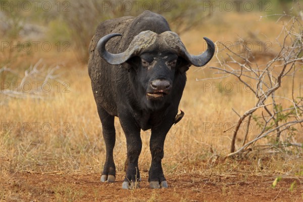 African buffalo