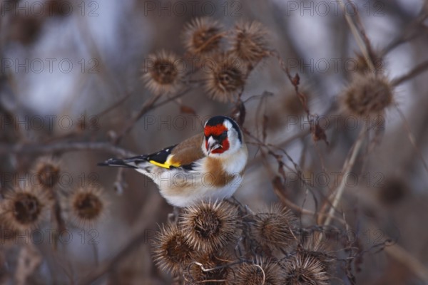 Goldfinch, Carduelis carduelis, European goldfinch