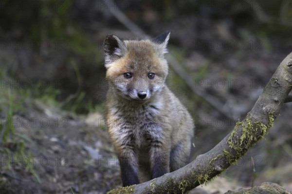 Red fox, Vulpes vulpes, red fox
