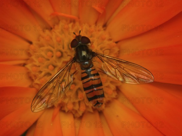 Hoverfly drinking nectar on a marigold